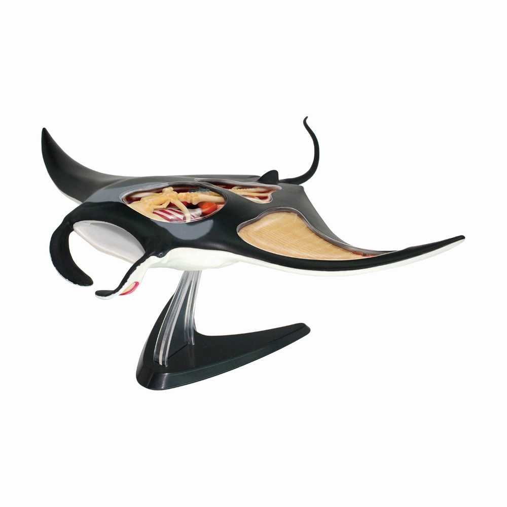 4D Master Manta Ray Anatomy Model Kit