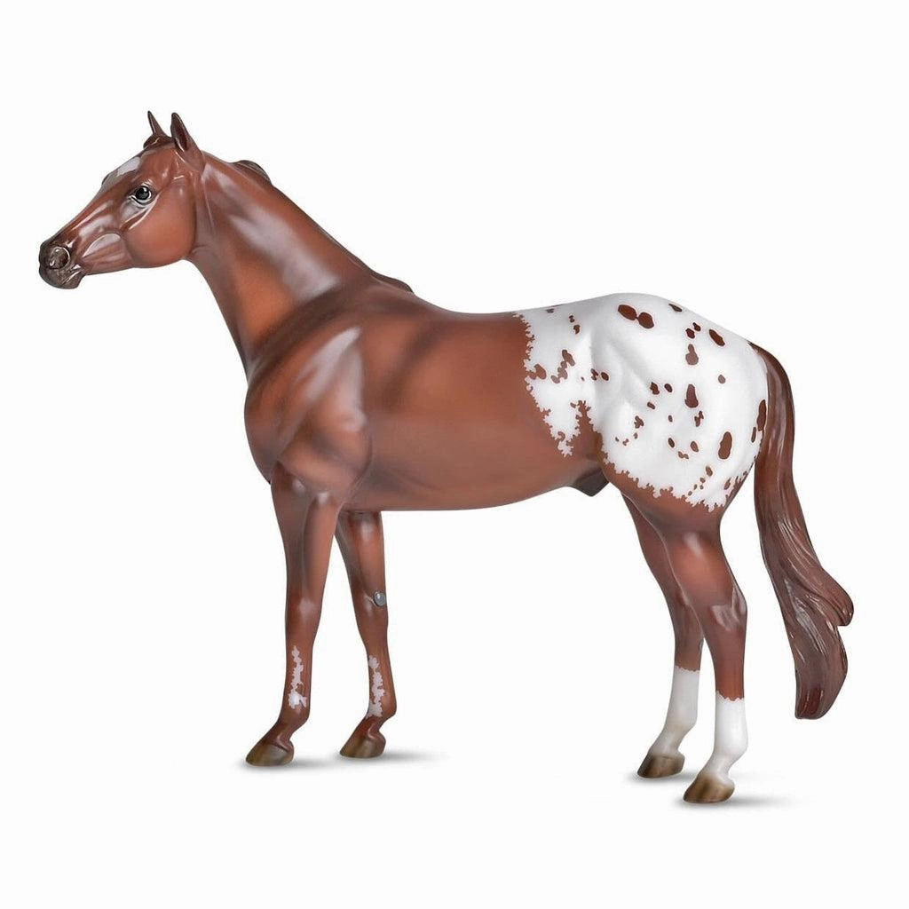 Appaloosa