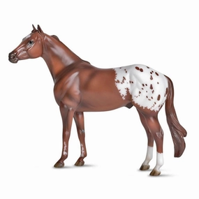 Appaloosa