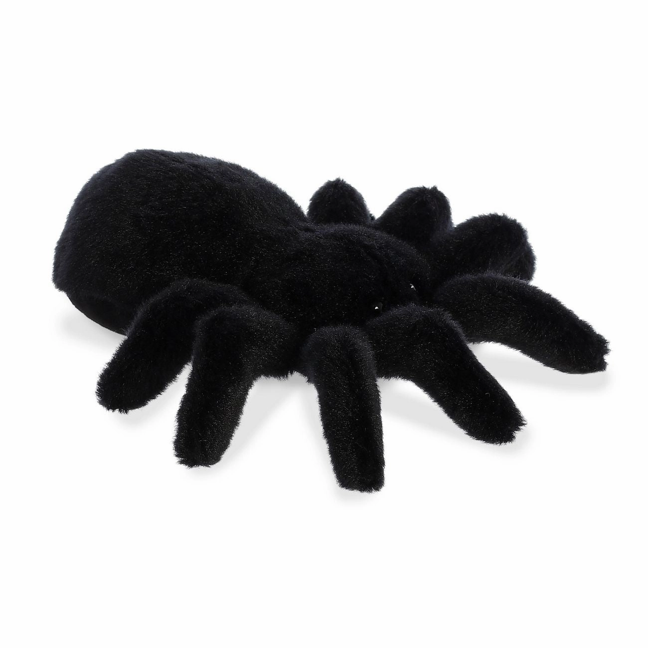 Aurora Tod Brazilian Black Tarantula