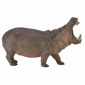 Hippopotamus collectA