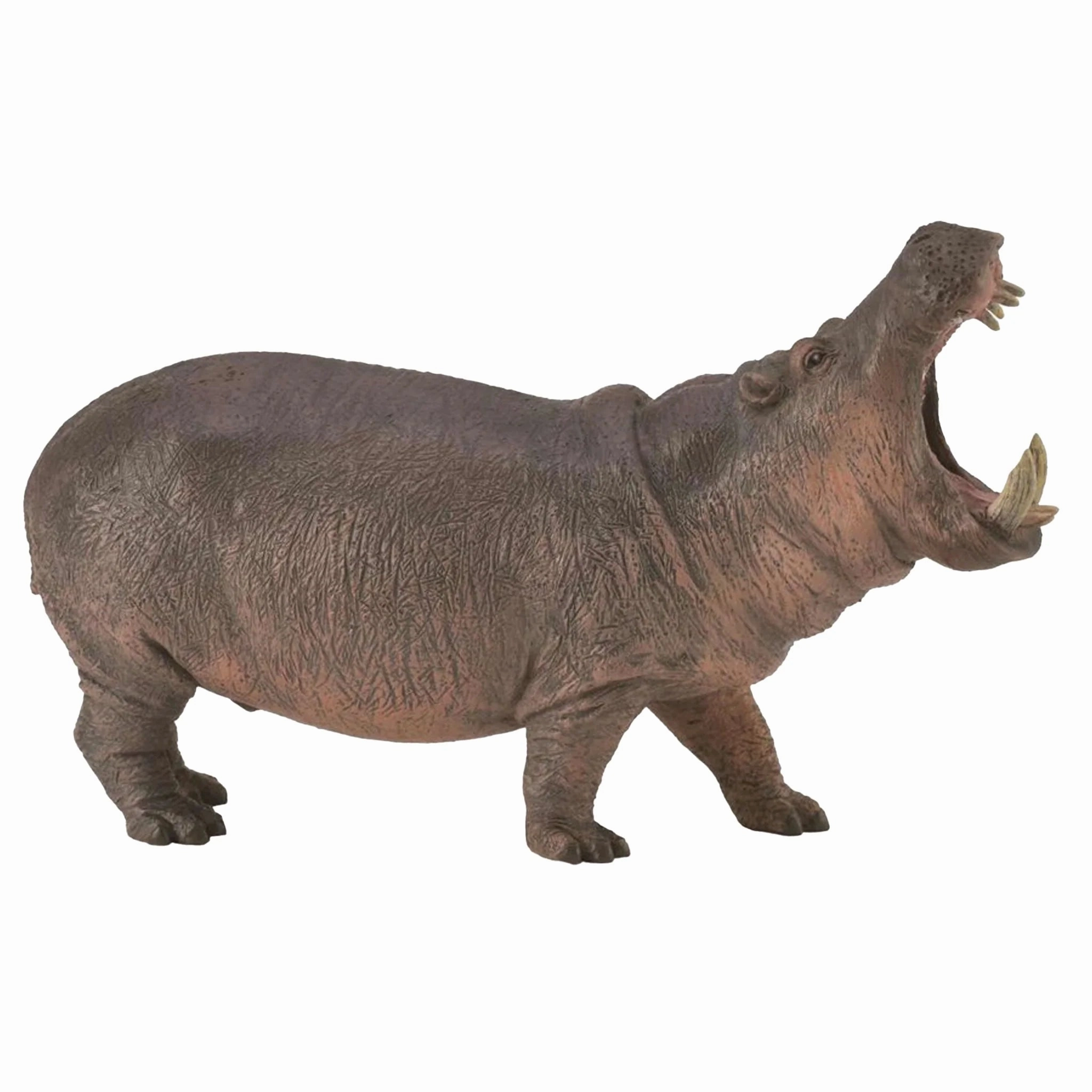 Hippopotamus collectA