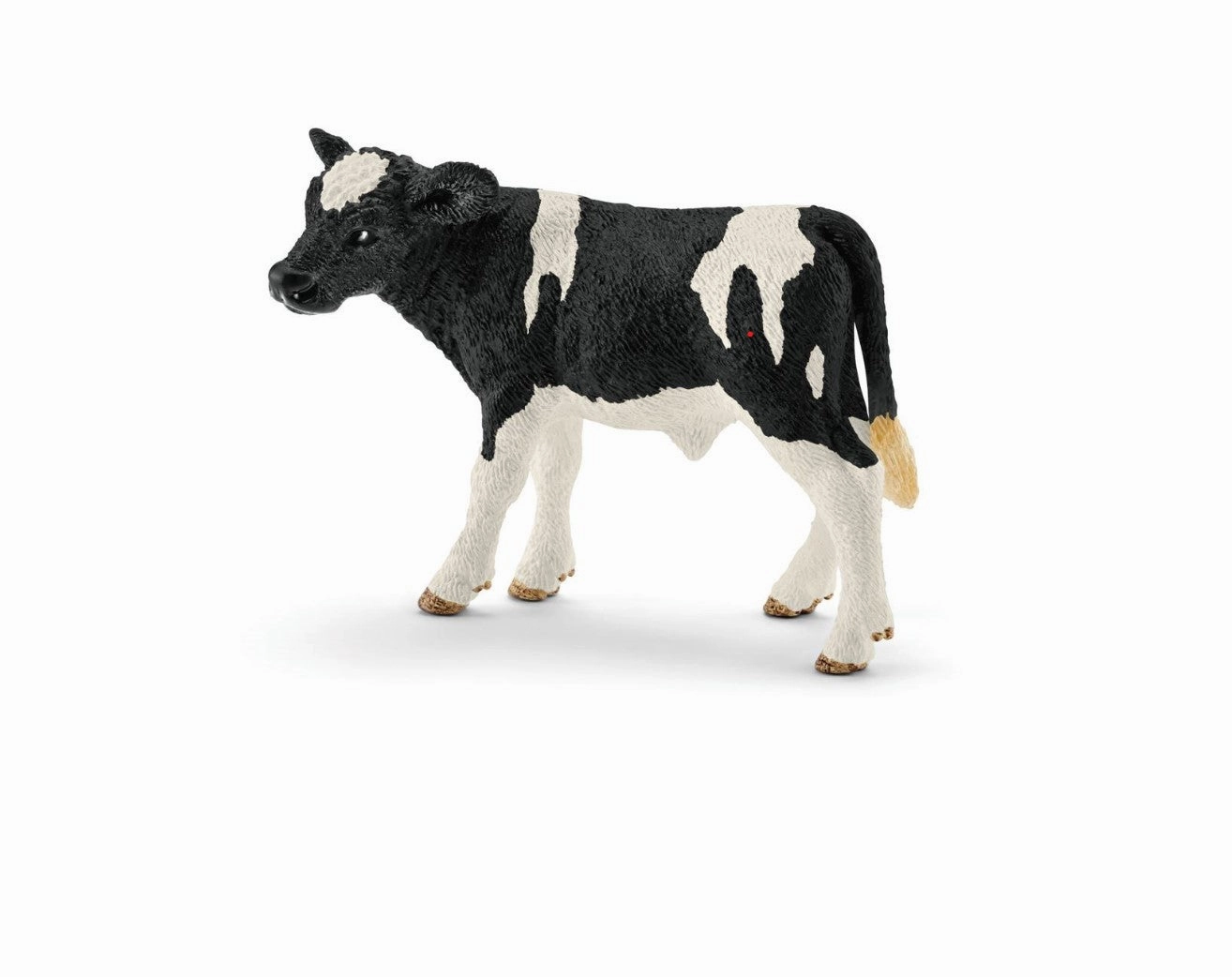 Holstein Calf