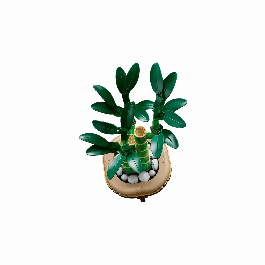 Lucky Bamboo