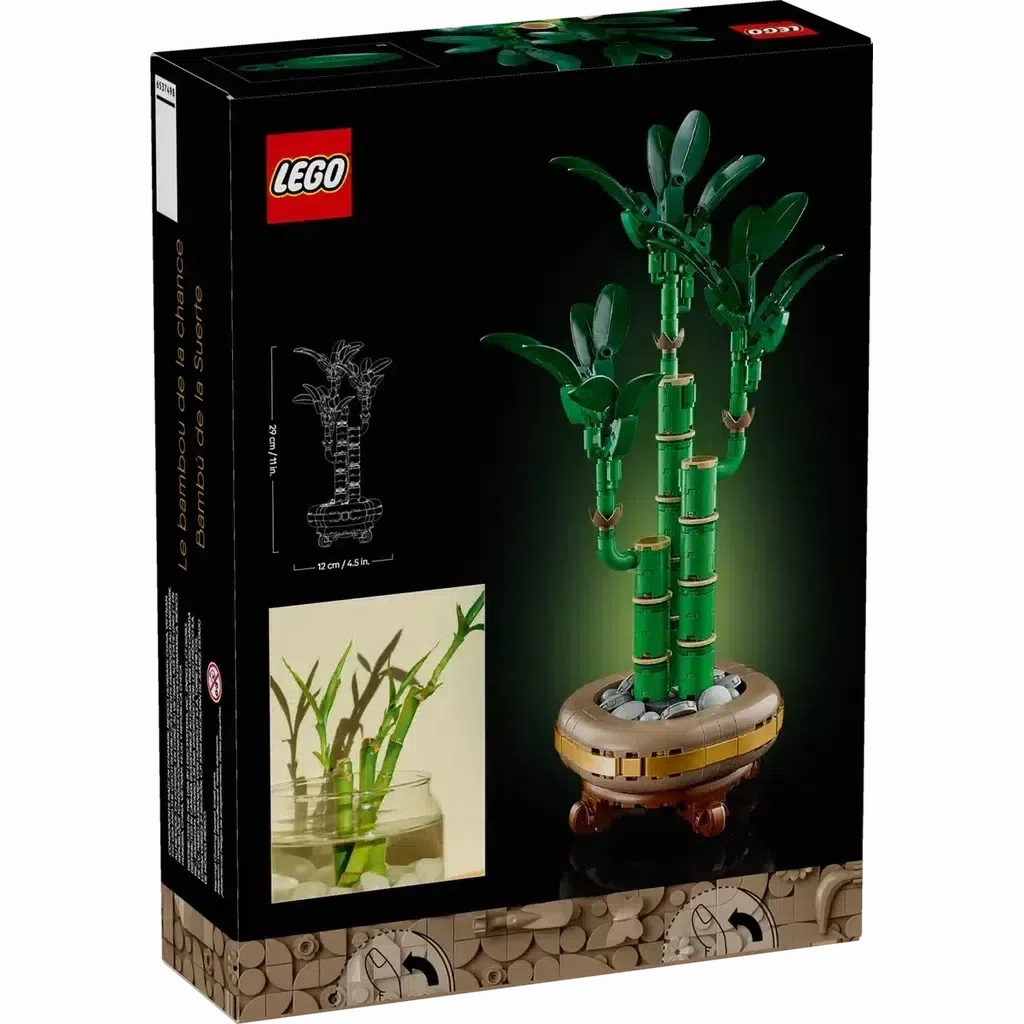 Lucky Bamboo