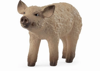 Mangalica Piglet