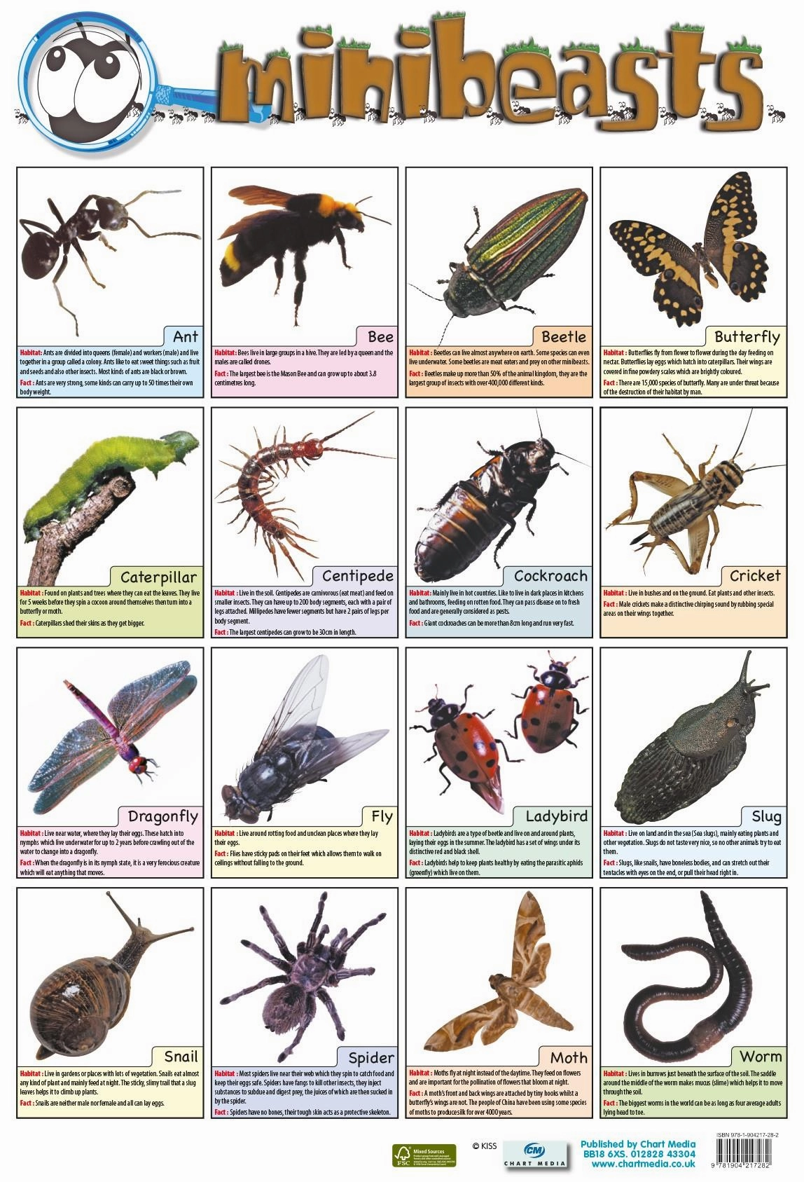Mini Beasts Wall Chart 60 x 40 cm