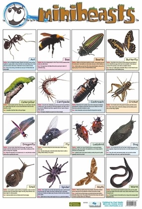 Mini Beasts Wall Chart 60 x 40 cm