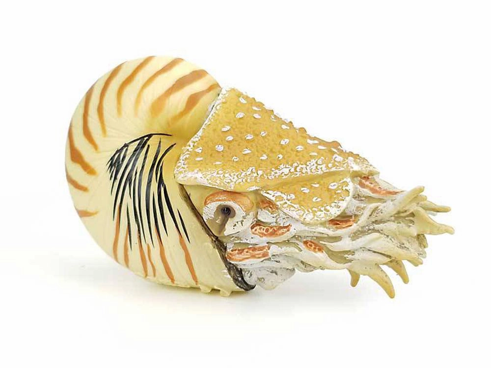 Nautilus Pompilius figurine