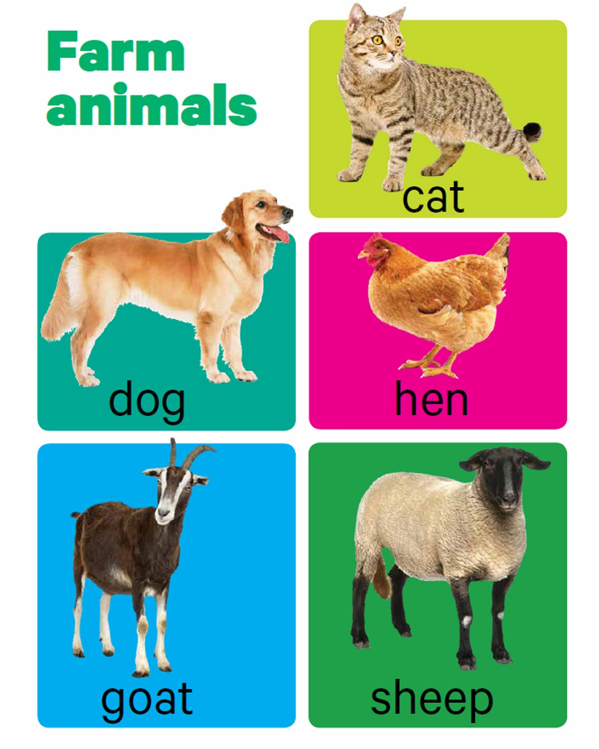 Pegasus Early Learning Animals - Board Book