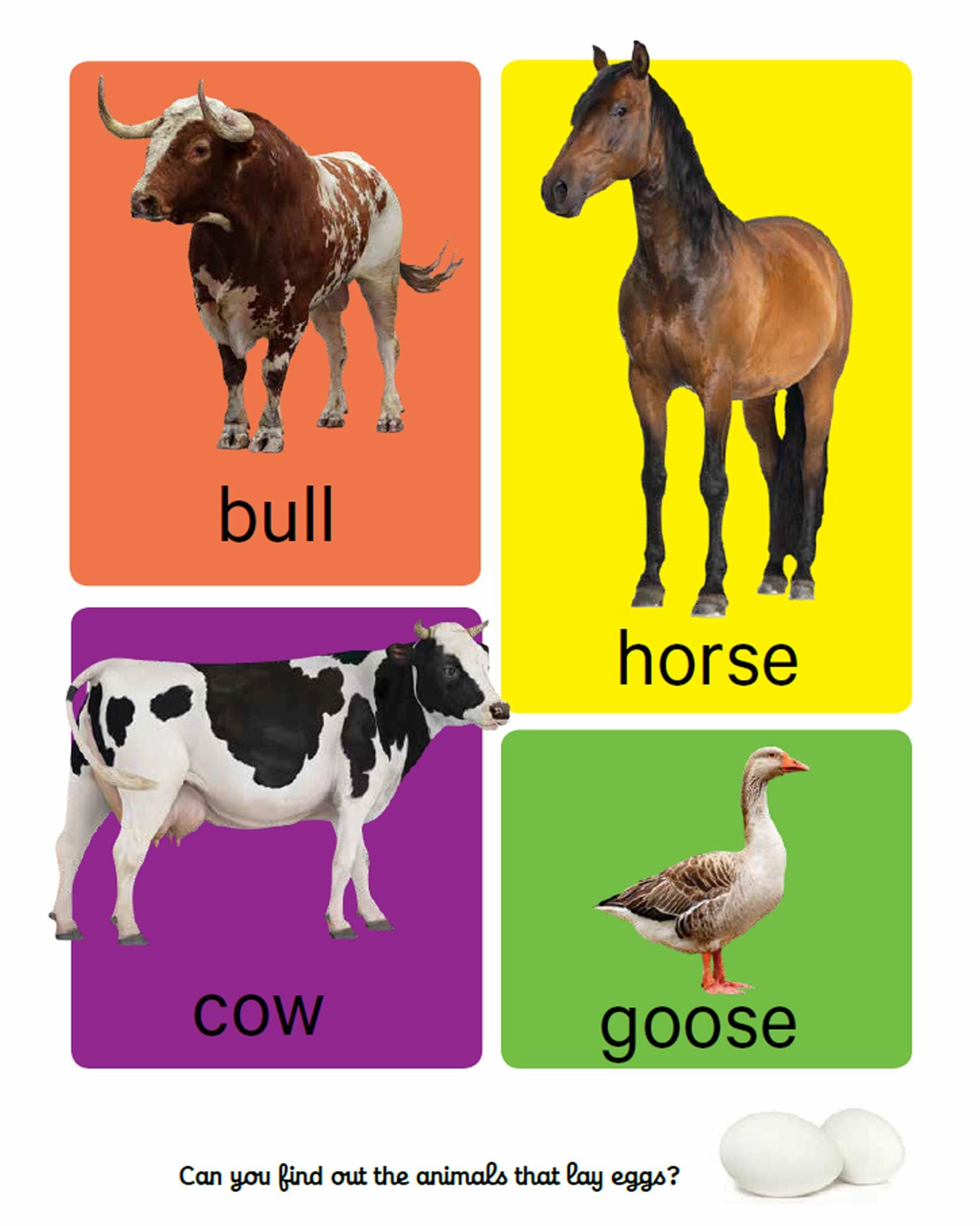 Pegasus Early Learning Animals - Board Book