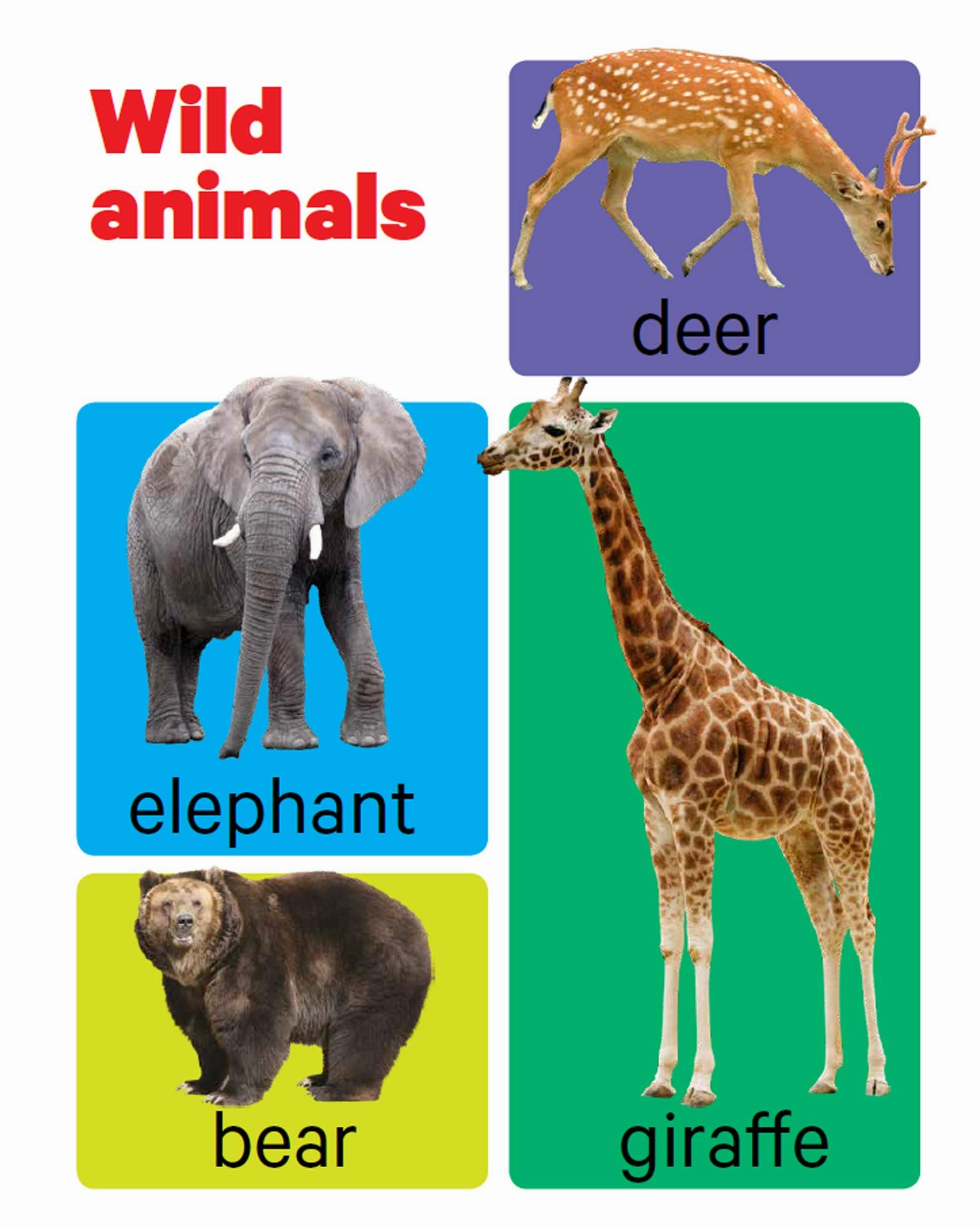Pegasus Early Learning Animals - Board Book