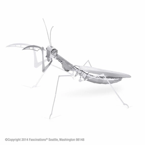 Praying Mantis