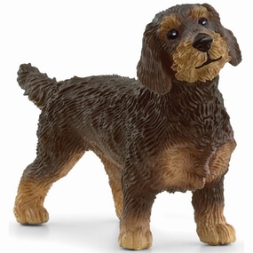Wire-Haired Dachshund